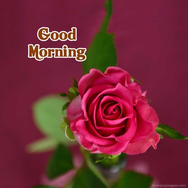 good morning love pic