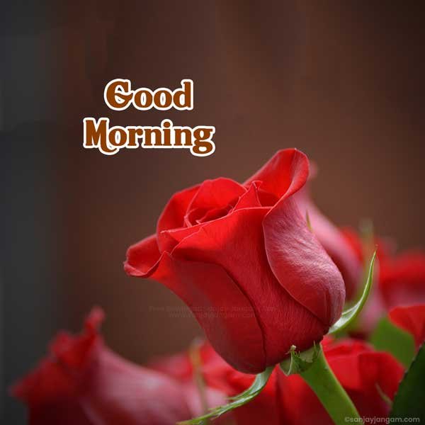 good morning photo