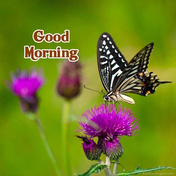 have a wonderful day images