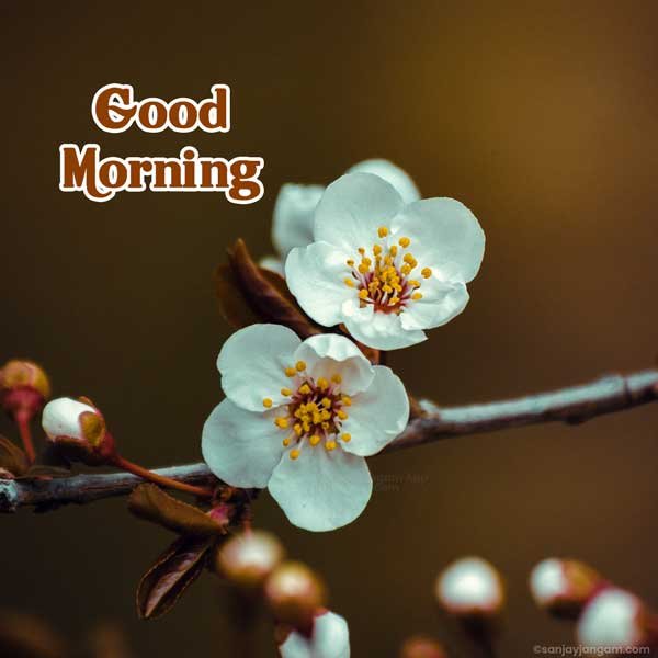 morning images