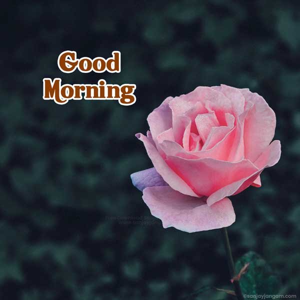 morning pic